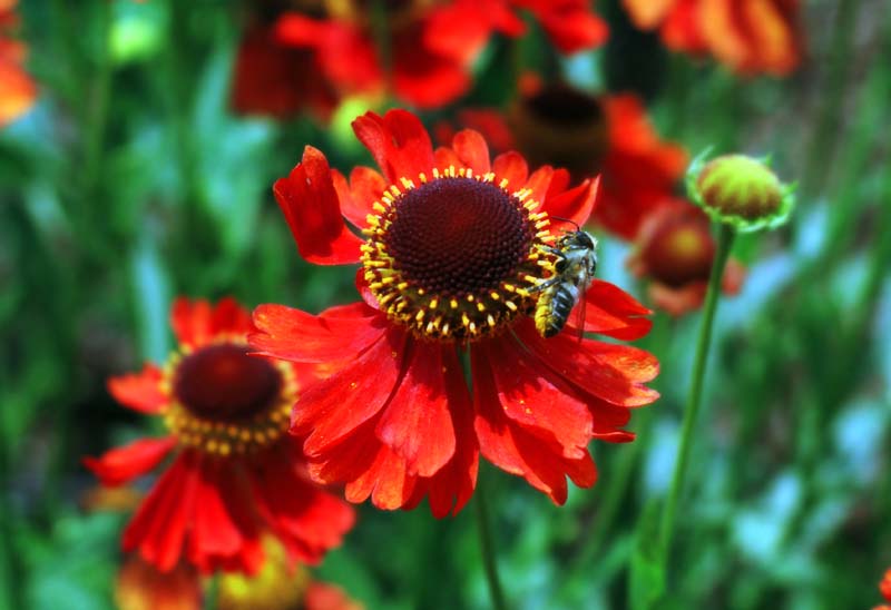 Foto, materiell, befreit, Landschaft, Bild, hat Foto auf Lager,Biene und Blume, rot, Insekt, , 