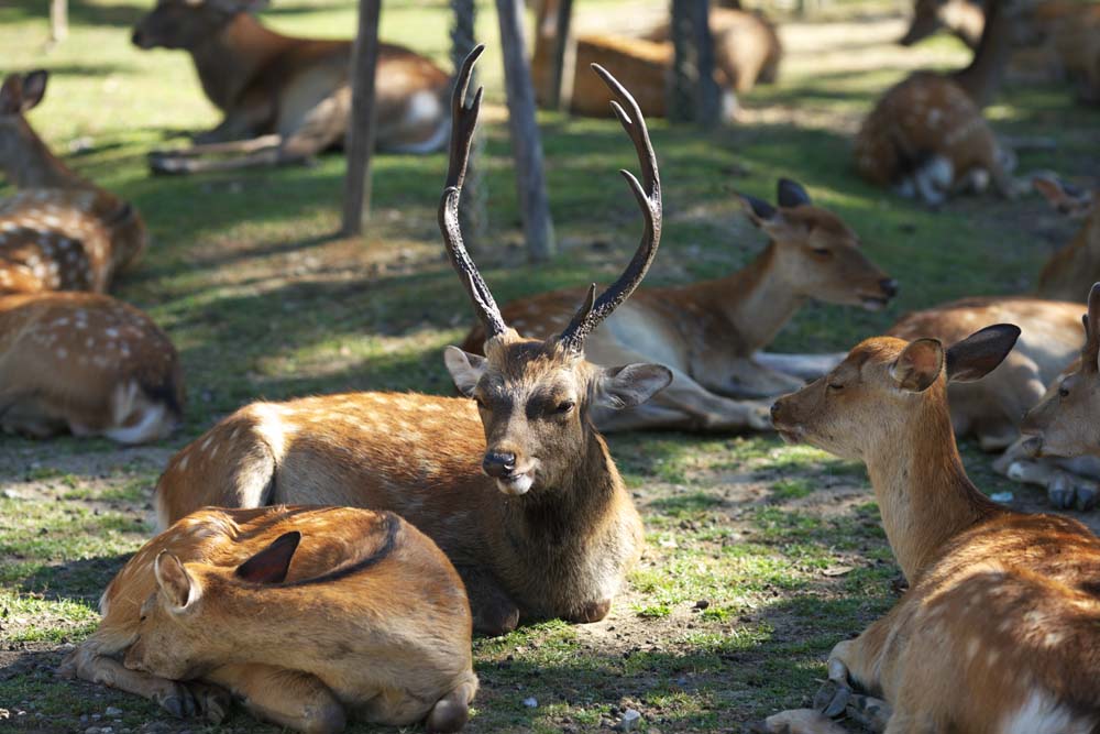 photo,material,free,landscape,picture,stock photo,Creative Commons,A deer of Nara, , deer, , corner