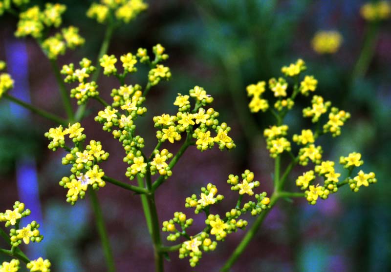 Foto, materiell, befreit, Landschaft, Bild, hat Foto auf Lager,Kleine Blumen, Gelb, , , 