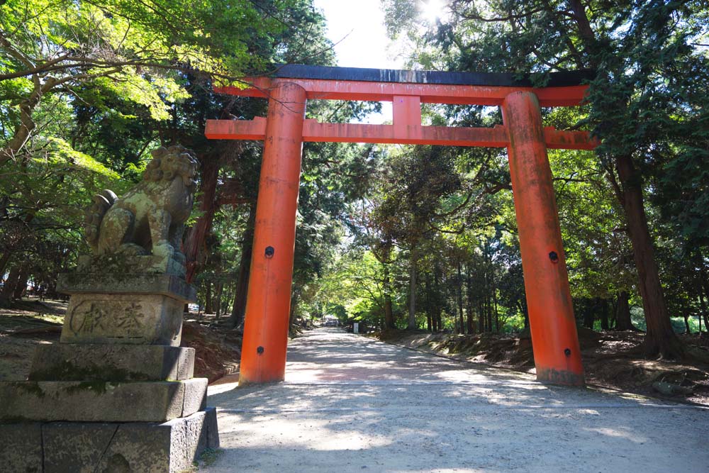 fotografia, materiale, libero il panorama, dipinga, fotografia di scorta,Un modo col torii, torii, Un approccio ad un sacrario, Io sono dipinto in rosso, L'ombra di un albero