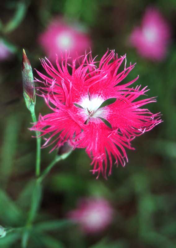 fotografia, material, livra, ajardine, imagine, proveja fotografia,Dianthus florescem, vermelho, , , 