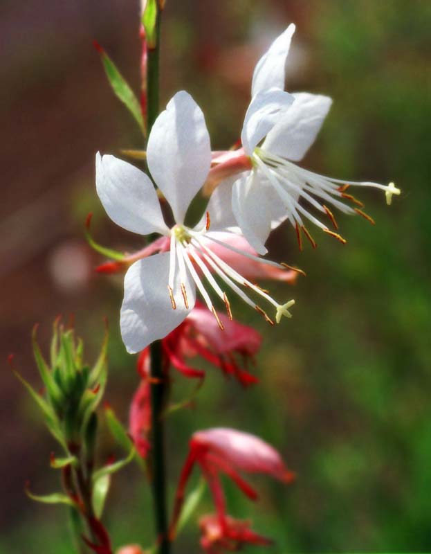 Foto, materiell, befreit, Landschaft, Bild, hat Foto auf Lager,Ganz kleine Blumen, wei, , , 