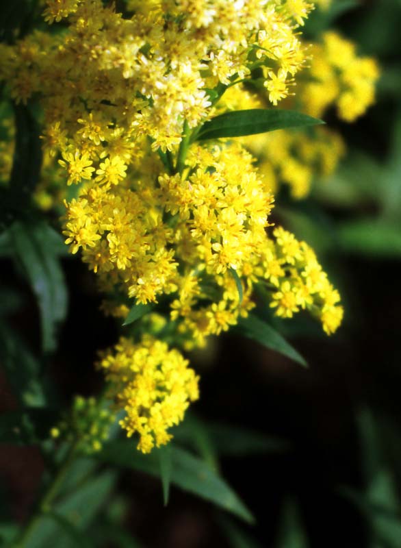 photo,material,free,landscape,picture,stock photo,Creative Commons,Abundant beauty of inflorescence, yellow, , , 
