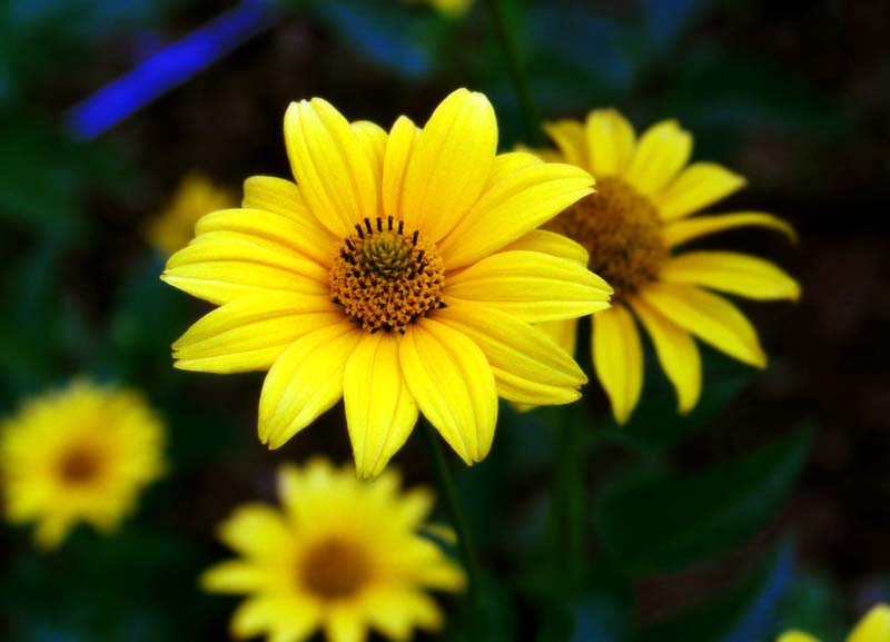 photo,material,free,landscape,picture,stock photo,Creative Commons,Neat and clean flowers, yellow, , , 