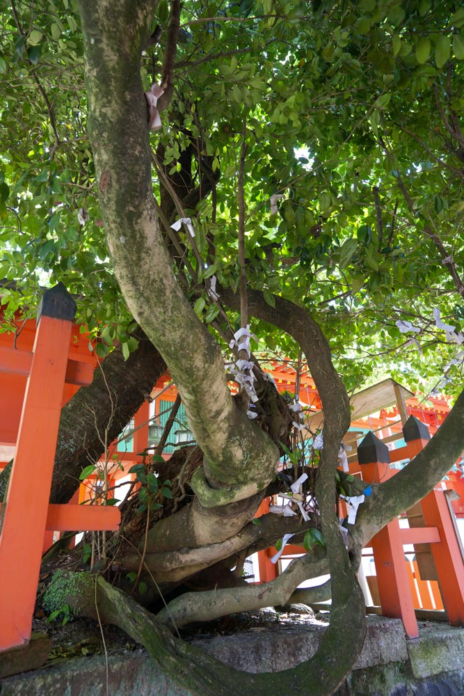 photo,material,free,landscape,picture,stock photo,Creative Commons,The parasitic plant of seven kinds of Kasuga Taisha Shrine, Shinto, Shinto shrine, child, Sterility