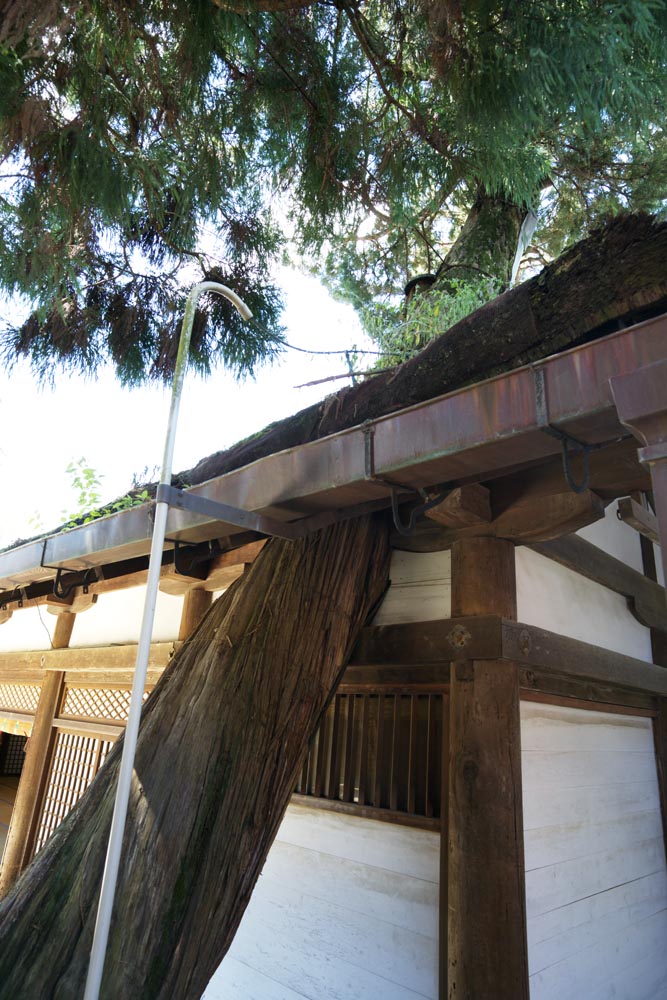 Foto, materieel, vrij, landschap, schilderstuk, bevoorraden foto,EEN Kasuga Taisha Shrine smulen dak, Shinto, Shinto heiligdom, Natuur, Reusachtige boom