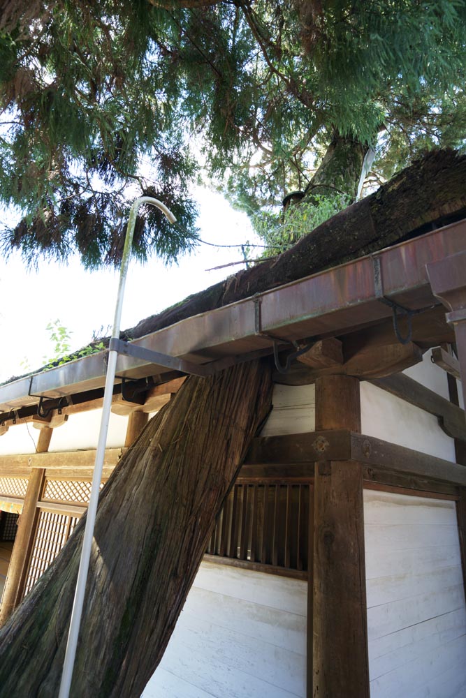 fotografia, material, livra, ajardine, imagine, proveja fotografia,Um Kasuga Taisha telhado de banquete de Santurio, Xintosmo, Santurio de Xintosmo, Natureza, rvore enorme