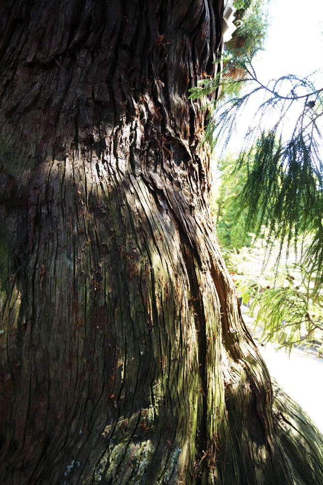 foto,tela,gratis,paisaje,fotografa,idea,Osugi del Kasuga Taisha Shrine principal santuario, La corteza, Santuario sintosta, Naturaleza, rbol inmenso