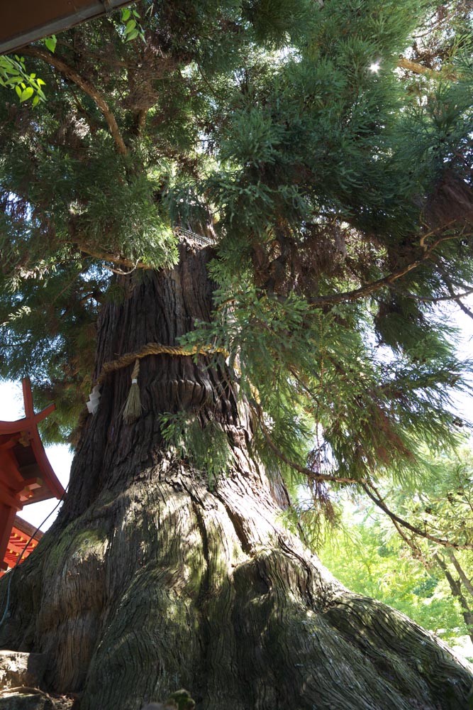 foto,tela,gratis,paisaje,fotografa,idea,Osugi del Kasuga Taisha Shrine principal santuario, La corteza, Santuario sintosta, Naturaleza, rbol inmenso