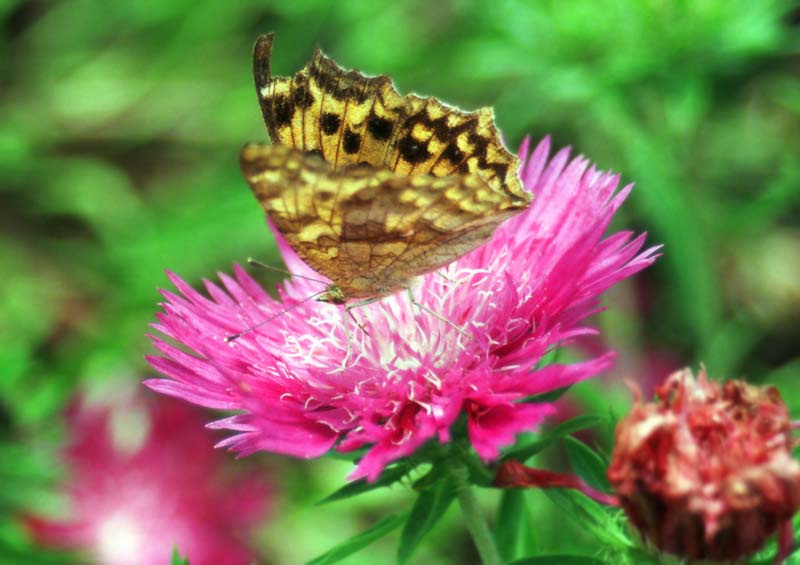 Foto, materiell, befreit, Landschaft, Bild, hat Foto auf Lager,Distel und Schmetterling, purpurrot, Schmetterling, Insekt, 