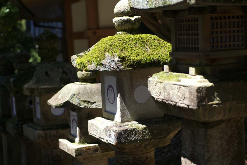 photo,material,free,landscape,picture,stock photo,Creative Commons,The row of stone lantern baskets, Illumination, stone lantern basket, The shade, Moss