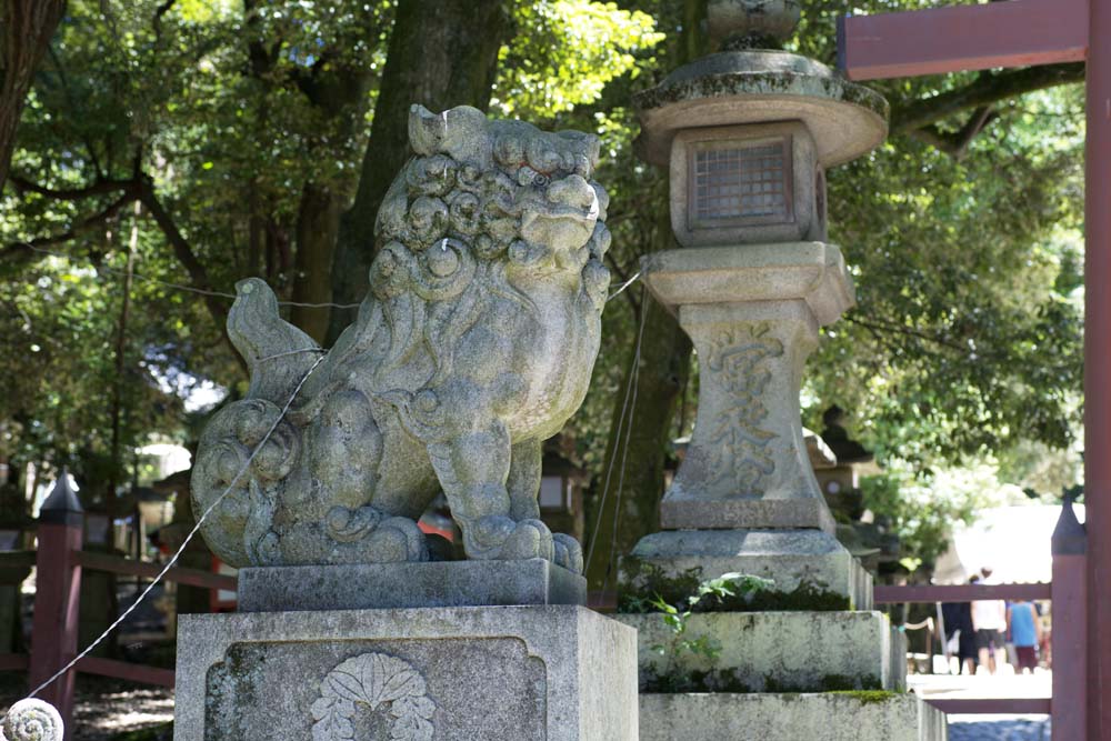 Foto, materieel, vrij, landschap, schilderstuk, bevoorraden foto,Kasuga Taisha Shrine tweetal van stenige beschermer honden, Tweetal van stenige beschermer honden, Top hond, Stenig standbeeld, De schaduwplek