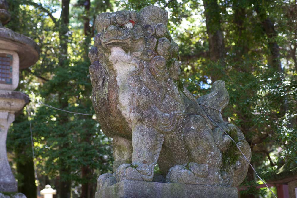 Foto, materieel, vrij, landschap, schilderstuk, bevoorraden foto,Kasuga Taisha Shrine tweetal van stenige beschermer honden, Tweetal van stenige beschermer honden, Top hond, Stenig standbeeld, De schaduwplek