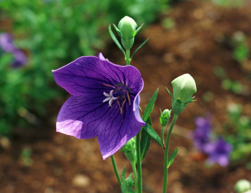 Foto, materieel, vrij, landschap, schilderstuk, bevoorraden foto,Balloonflower, Purper, Knop, , 