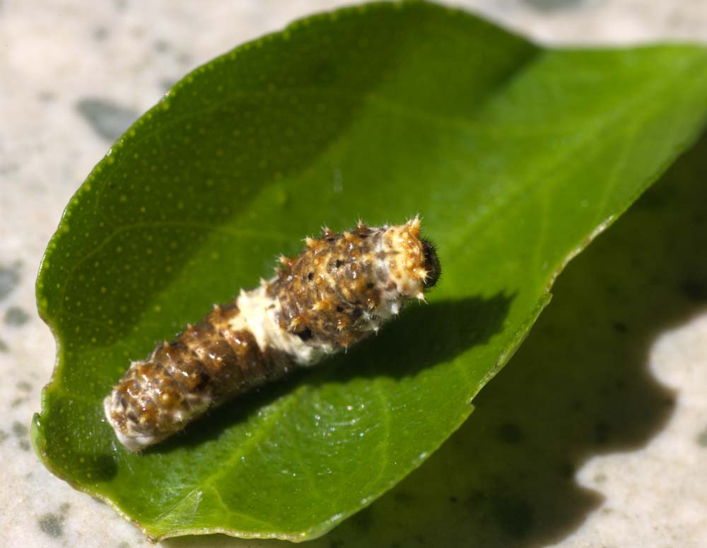 photo,material,free,landscape,picture,stock photo,Creative Commons,A larva of butterfly, green caterpillar, , larva, butterfly