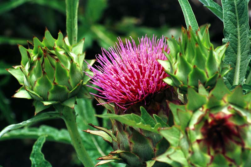 Foto, materiell, befreit, Landschaft, Bild, hat Foto auf Lager,Groe Distelblume, purpurrot, Knospe, , 