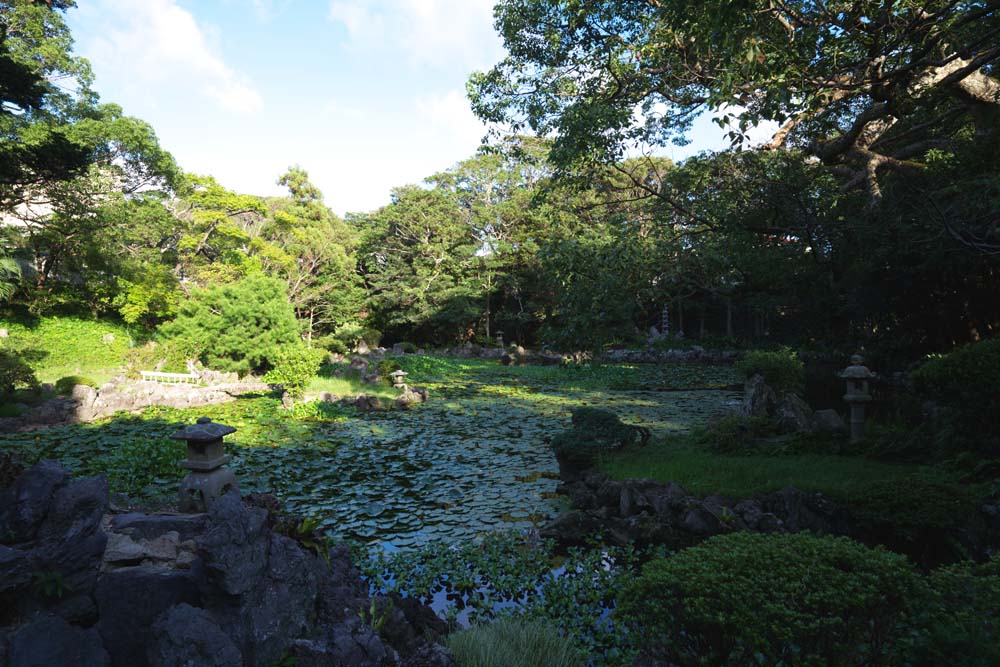 foto,tela,gratis,paisaje,fotografa,idea,Un carcter de corazn es una laguna, Nenfar, , Jacinto de agua, Jardn