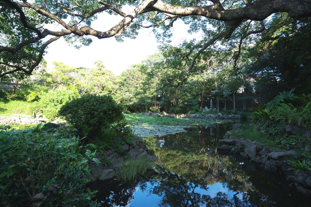 foto,tela,gratis,paisaje,fotografa,idea,Un carcter de corazn es una laguna, Nenfar, , Jacinto de agua, Jardn