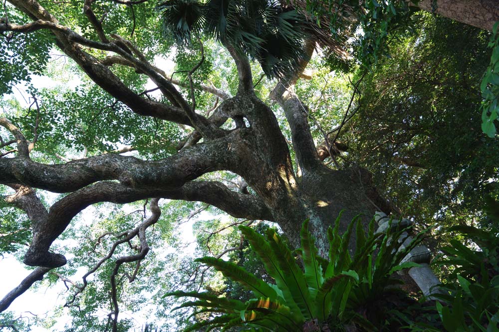 foto,tela,gratis,paisaje,fotografa,idea,Un carcter de corazn es el rbol grande de la laguna, Manera de la seccin, La corteza, rbol grande, Jardn