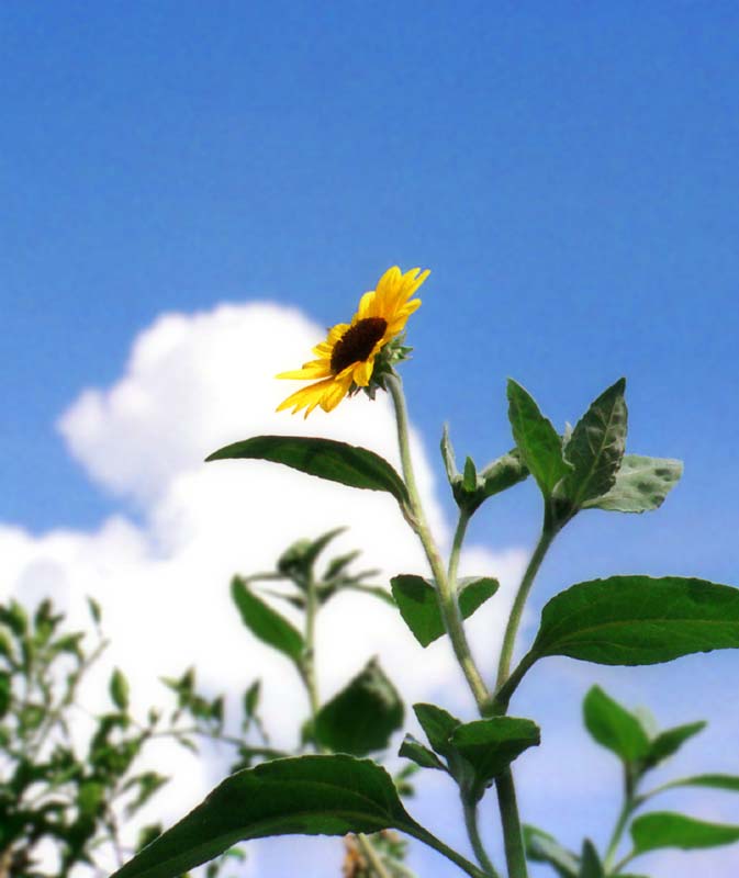 Foto, materiell, befreit, Landschaft, Bild, hat Foto auf Lager,Sonnenblume, Gelb, Sonnenblume, blauer Himmel, 