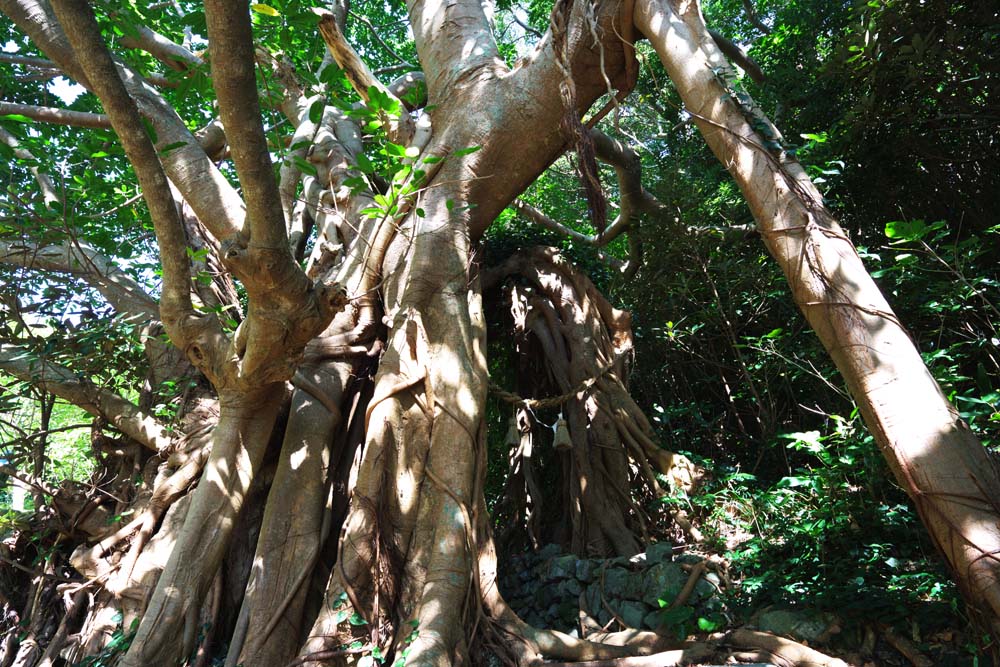 photo,material,free,landscape,picture,stock photo,Creative Commons,The big tree of the banyan tree, banyan tree, , huge tree, tree