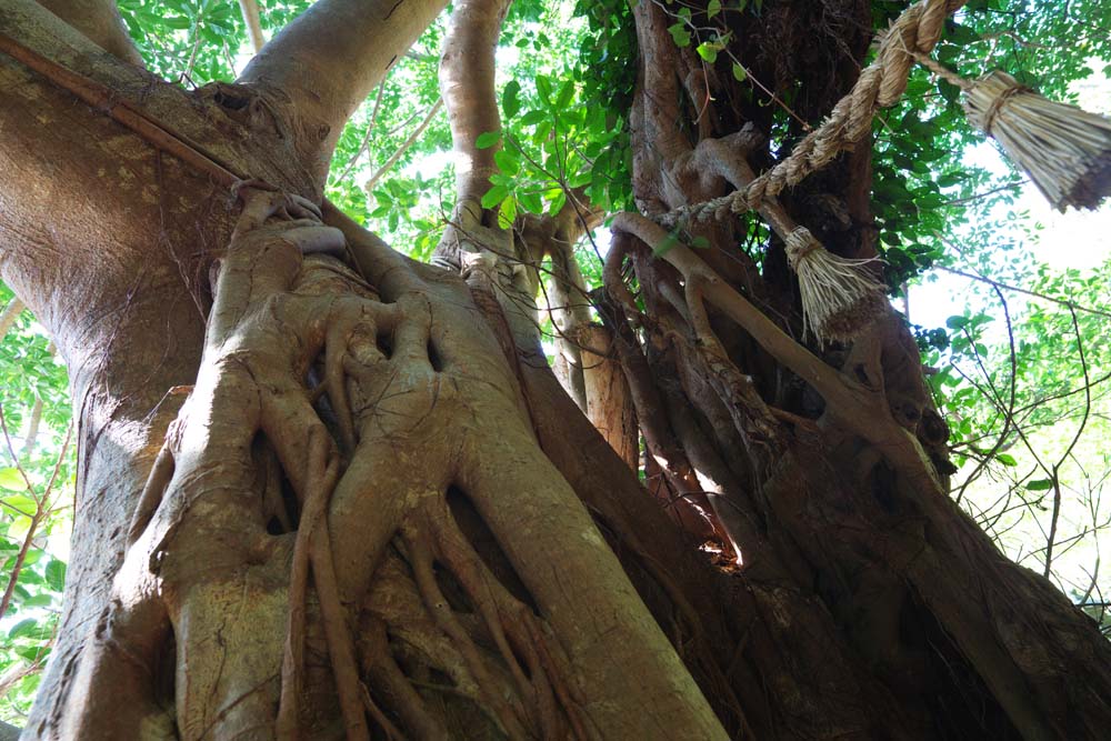 foto,tela,gratis,paisaje,fotografa,idea,El rbol grande del rbol de higuera de Bengala, rbol de higuera de Bengala, ??, rbol inmenso, rbol