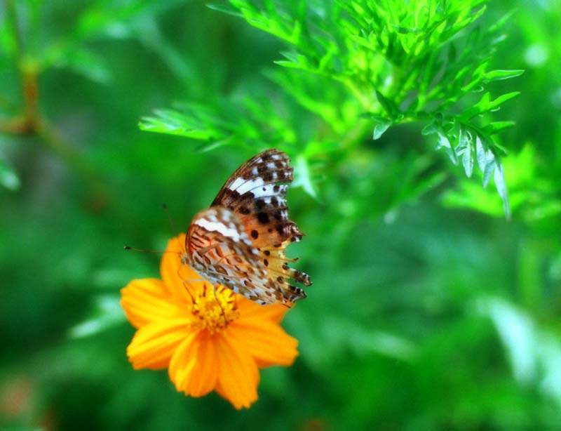 foto,tela,gratis,paisaje,fotografa,idea,Lugar donde viven las mariposas, Mariposa, Permiso, , 