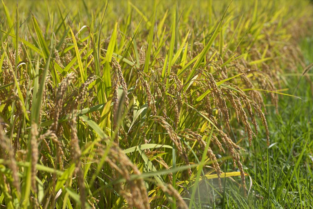 Foto, materieel, vrij, landschap, schilderstuk, bevoorraden foto,Een oor van de rijst verbouwt, Rijst, , , 