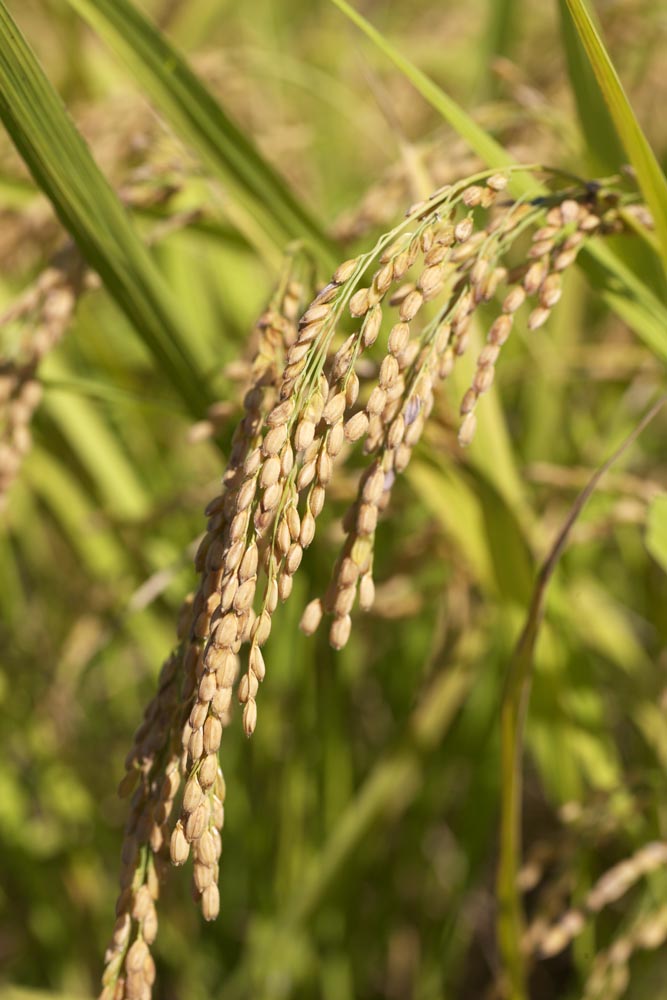 fotografia, material, livra, ajardine, imagine, proveja fotografia,Uma orelha de arroz cresce, Arroz, , , 