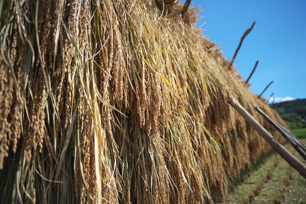 fotografia, material, livra, ajardine, imagine, proveja fotografia,Hasa-gake, Arroz, , , 