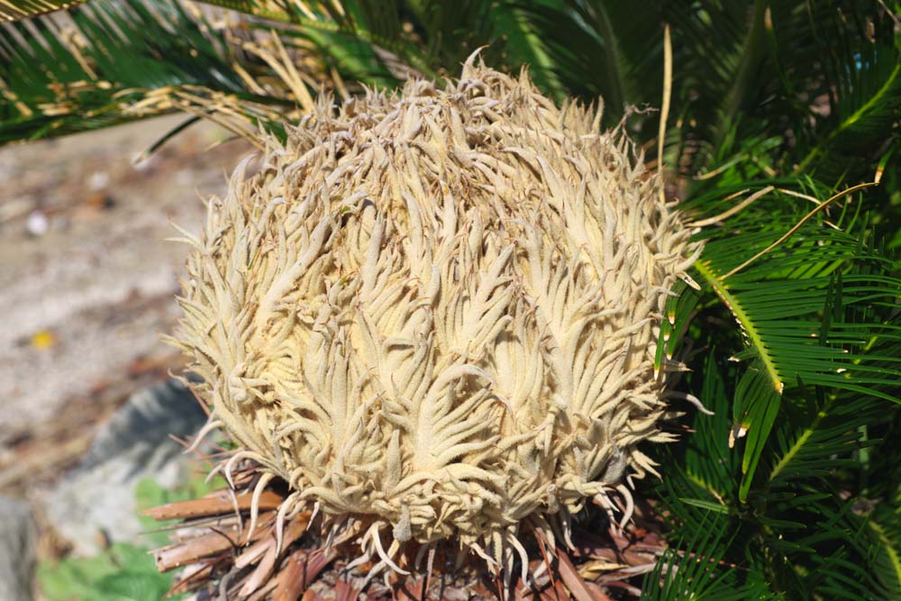 foto,tela,gratis,paisaje,fotografa,idea,Una pelota de cycad, Cycad, , Planta rural del sur, 