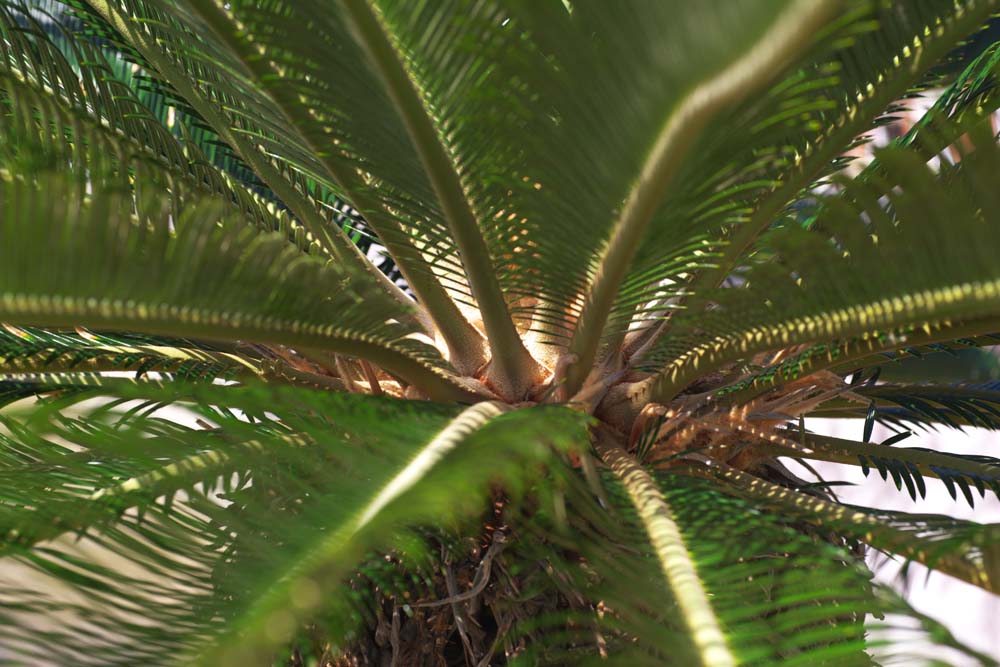 Foto, materieel, vrij, landschap, schilderstuk, bevoorraden foto,Mogendheid van de cycad, Cycad, , Zuidelijk land plant, 