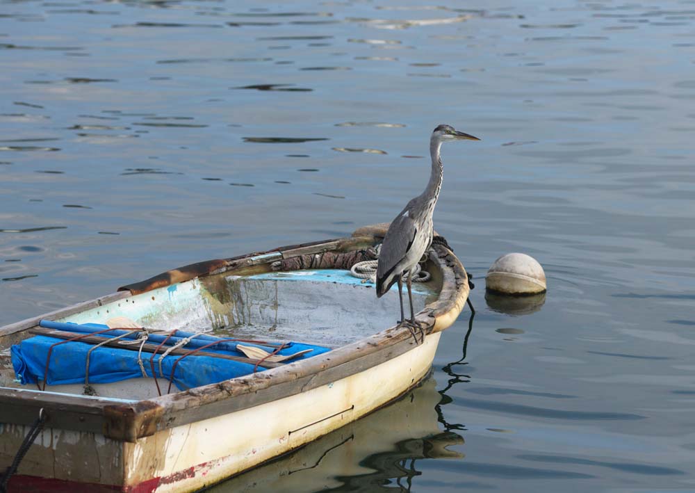 Foto, materiell, befreit, Landschaft, Bild, hat Foto auf Lager,Ein Reiher, Ach, es ist ein Reiher, Reiher, , Boot