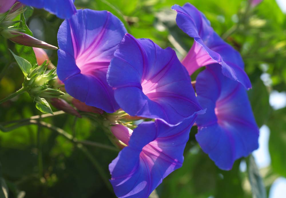 photo,material,free,landscape,picture,stock photo,Creative Commons,Crowd purple to bloom, morning glory, , , trumpet