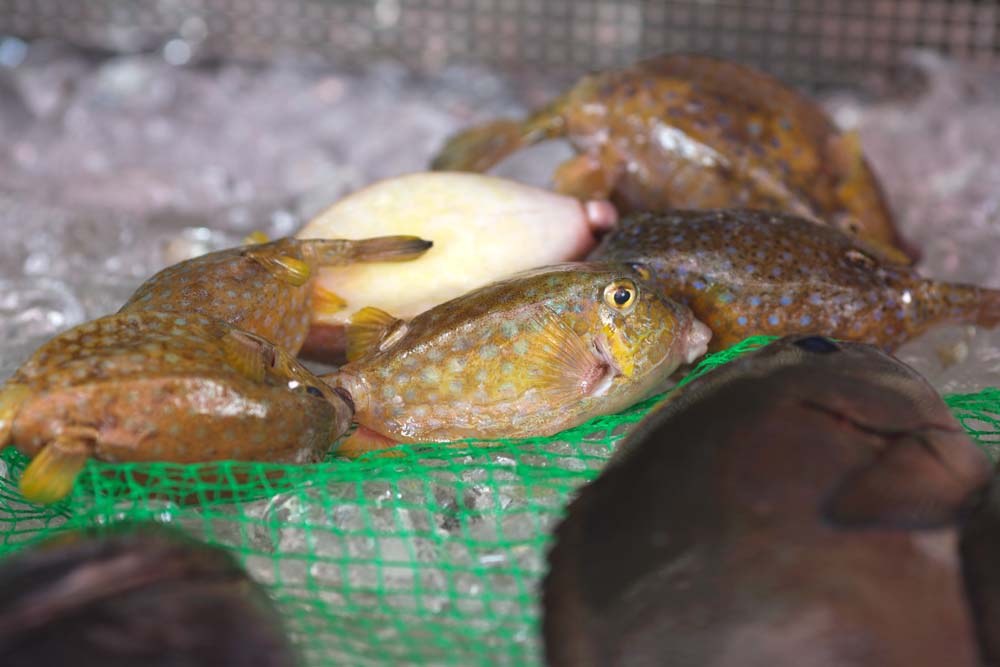 fotografia, materiale, libero il panorama, dipinga, fotografia di scorta,Un trunkfish chiazzato, trunkfish chiazzato, , Pesce palla, 