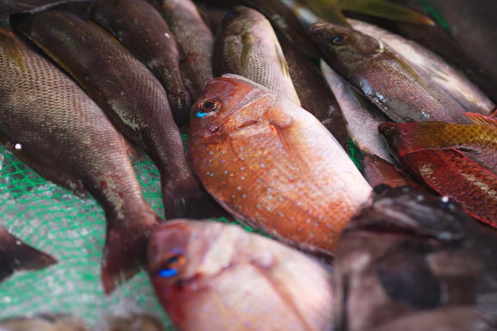 photo,material,free,landscape,picture,stock photo,Creative Commons,A fish shop, Thailand, sea bream, , fish shop