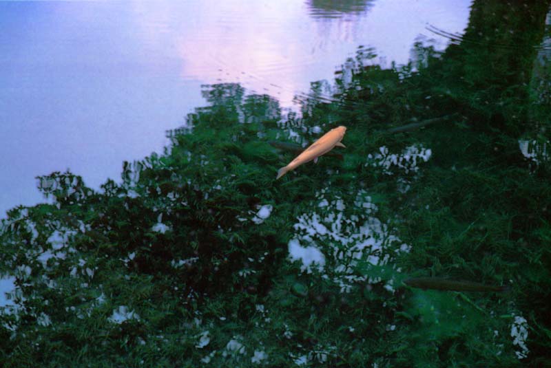 foto,tela,gratis,paisaje,fotografa,idea,La armona entre el cielo y el agua., Laguna, Agua, Peces, 