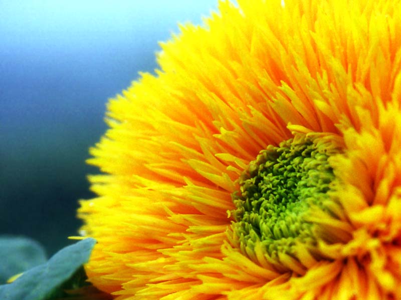 photo,material,free,landscape,picture,stock photo,Creative Commons,Double-flowered sunflower, yellow, sunflower, , 