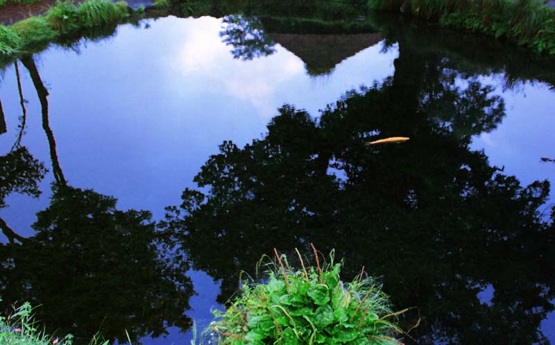 photo,material,free,landscape,picture,stock photo,Creative Commons,Mirror-still pond, pond, water, fish, 