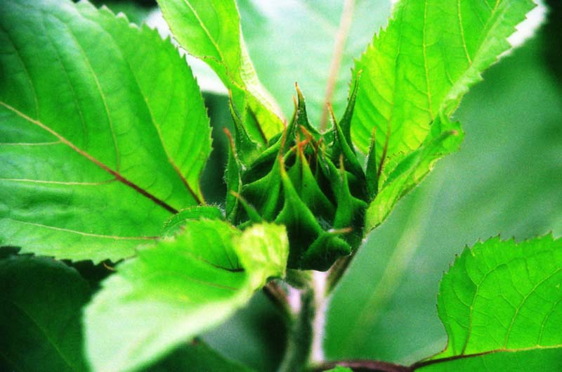 fotografia, materiale, libero il panorama, dipinga, fotografia di scorta,Essere dischiuso, gemma, verde, girasole, 