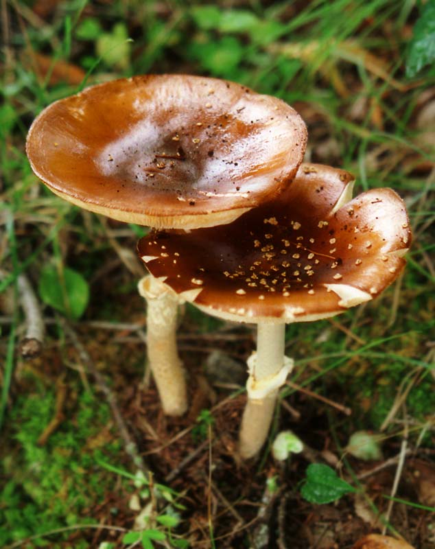 photo,material,free,landscape,picture,stock photo,Creative Commons,Chummy mushrooms, brown, fungus, soil, 