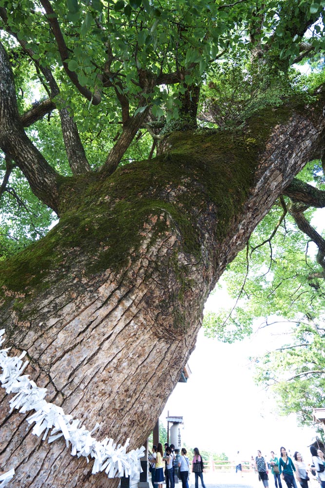 Foto, materieel, vrij, landschap, schilderstuk, bevoorraden foto,Kompira-san Heiligdom heilige boom, Shinto heiligdom Boeddhist tempel, Heilige kavel, , Shinto