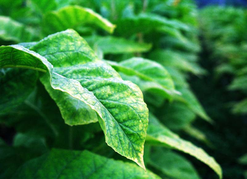 fotografia, materiale, libero il panorama, dipinga, fotografia di scorta,Molta fonte di tabacco, tabacco, permesso, verde, 