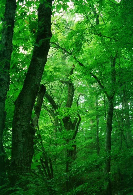 fotografia, materiale, libero il panorama, dipinga, fotografia di scorta,Fogliame di un legno, albero, boschetto, ramo, 