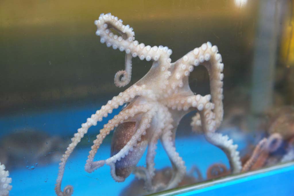 Foto, materieel, vrij, landschap, schilderstuk, bevoorraden foto,De octopus van de vis konfijten, Kiekendief, , Een octopus, Zee etenswaren