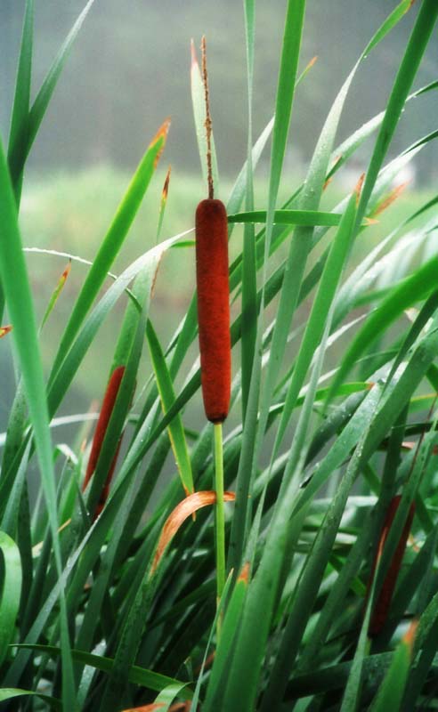 , , , , ,  .,cattail., , , , 