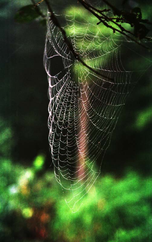 photo,material,free,landscape,picture,stock photo,Creative Commons,Dancing in the wind, insect, , , 