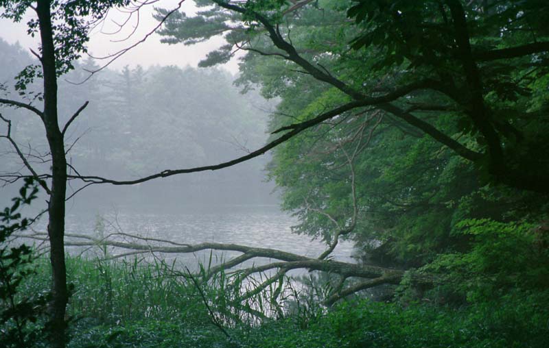 Foto, materiell, befreit, Landschaft, Bild, hat Foto auf Lager,Morgen des Seeufers, Teich, Wasseroberflche, Zweig, 