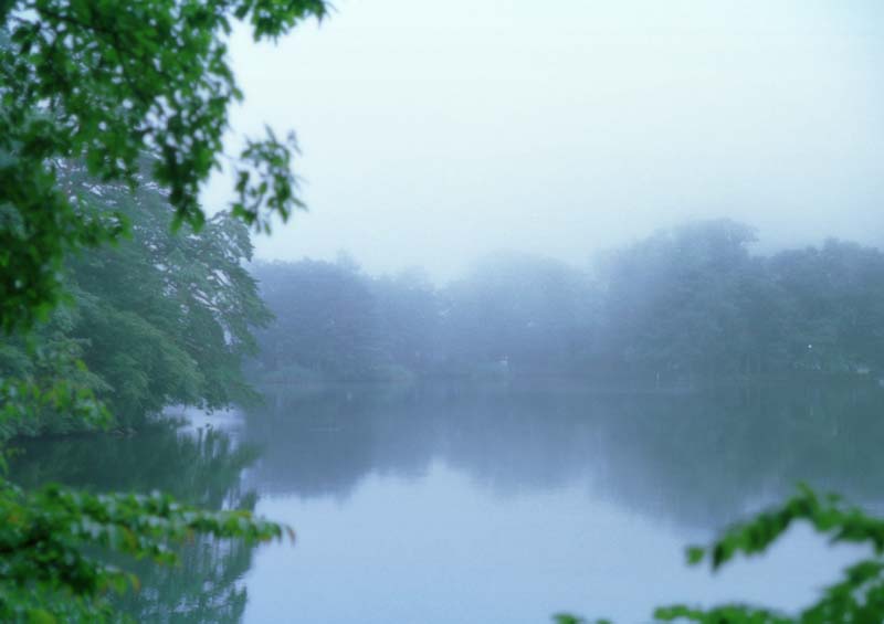 foto,tela,gratis,paisaje,fotografa,idea,Bruma matutina en el lago Matsubara., Laguna, Superficie de agua, Rama, 