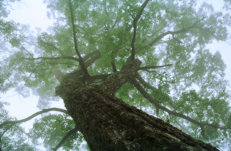 fotografia, materiale, libero il panorama, dipinga, fotografia di scorta,Grande albero nella nebbia, tronco, ramo, nebbia, 